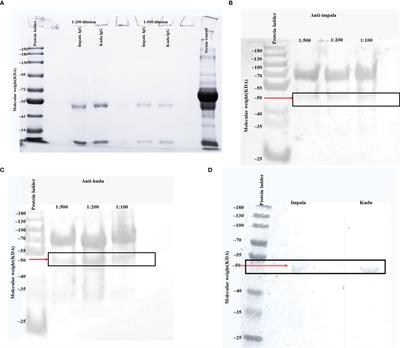 Development of conjugated secondary antibodies for wildlife disease surveillance